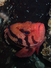 Sebastes nigrocinctus