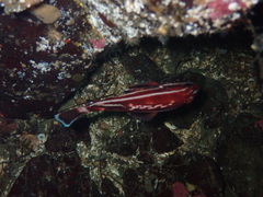 Sebastes ruberrimus