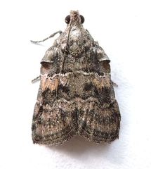 Satole ligniperdalis