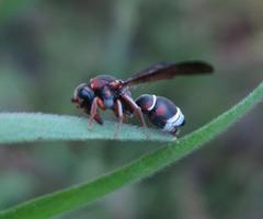 Antepipona