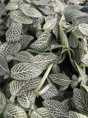 Fittonia albivenis