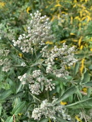 Eupatorium altissimum