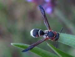 Antepipona