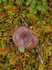 Lactarius pseudomucidus