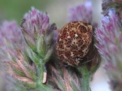 Sphaerocoris testudogrisea