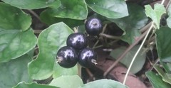 Magnoliopsida