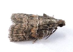 Satole ligniperdalis