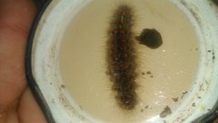 Paracles fusca