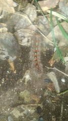 Paracles fusca
