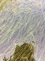 Zannichellia palustris