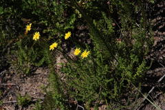Ursinia dentata