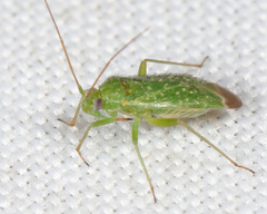 Orthotylus flavosparsus