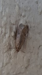 Achyra affinitalis