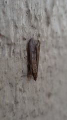 Achyra affinitalis
