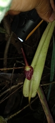 Pleurothallis ruberrima