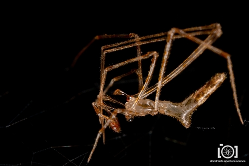 Cobweb spiders photo 3