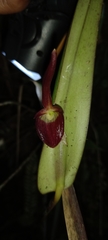 Pleurothallis ruberrima