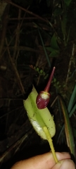 Pleurothallis ruberrima