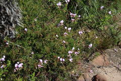 Pelargonium longicaule