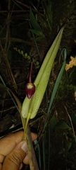 Pleurothallis ruberrima