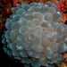 Bubble Coral - Photo (c) New Heaven Reef Conservation Program, some rights reserved (CC BY-NC), uploaded by New Heaven Reef Conservation Program