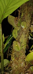 Pleurothallis sphaerantha