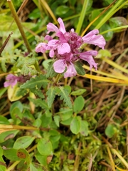 Pedicularis verticillata