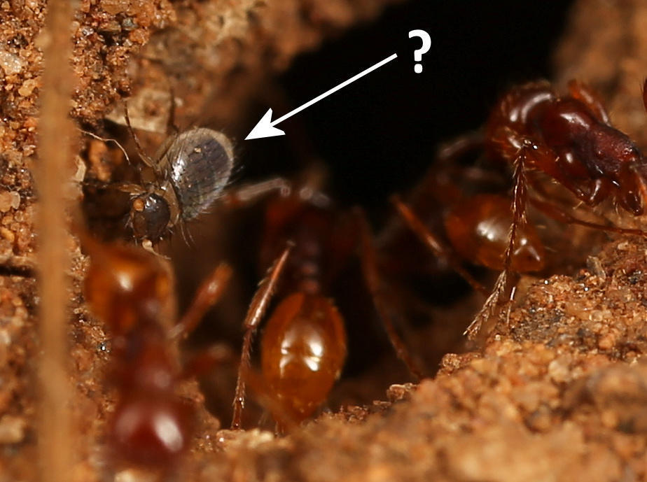 Thaumatoxena