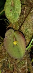 Pleurothallis sphaerantha