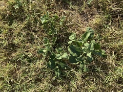 Rhynchosida physocalyx