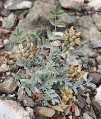 Astragalus dilutus