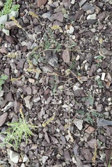 Astragalus versicolor