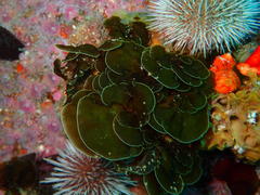 Exallosorus harveyanus