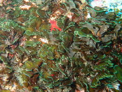 Exallosorus harveyanus