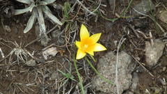 Romulea macowanii macowanii