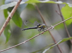Agrionoptera longitudinalis biserialis