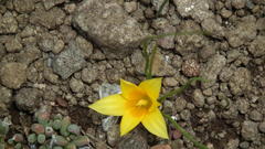 Romulea macowanii macowanii