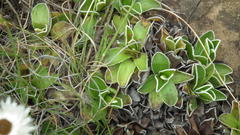 Helichrysum marginatum