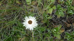 Helichrysum marginatum