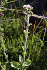 Pseudoselago peninsulae