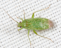 Orthotylus flavosparsus