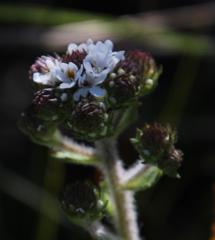 Pseudoselago peninsulae