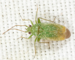 Orthotylus flavosparsus