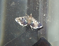 Diathrausta reconditalis