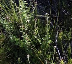 Pseudoselago peninsulae