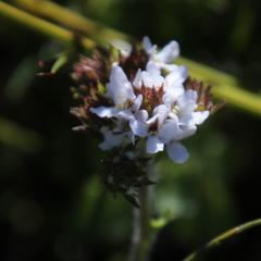 Pseudoselago peninsulae