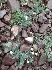 Convolvulus ammannii