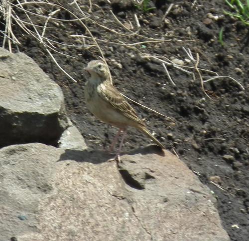 Mountain Pipit (Anthus hoeschi), photo 3