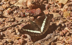 Bassarona teuta