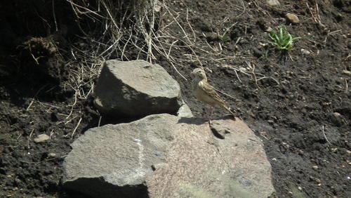 Mountain Pipit (Anthus hoeschi), photo 4